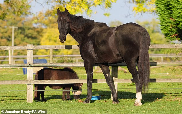 The Horse Trust sanctuary has cared for service horses for 139 years, including horses from the King's Troop Royal Horse Artillery and The Met
