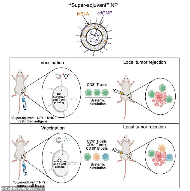 Depending on the cancer type, up to 88 per cent of vaccinated mice stayed tumour-free. The vaccine also reduced and in some cases completely prevented the spread of cancer throughout the body. Pictured, graphical abstract from the study