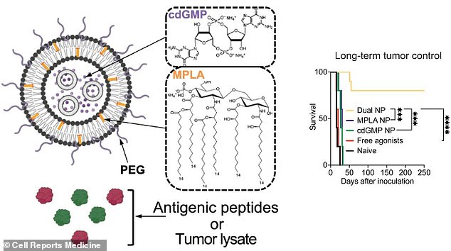 The dual nanoparticle vaccine was most effective at 'long-term tumour control' in mice, giving them an improved survival rate