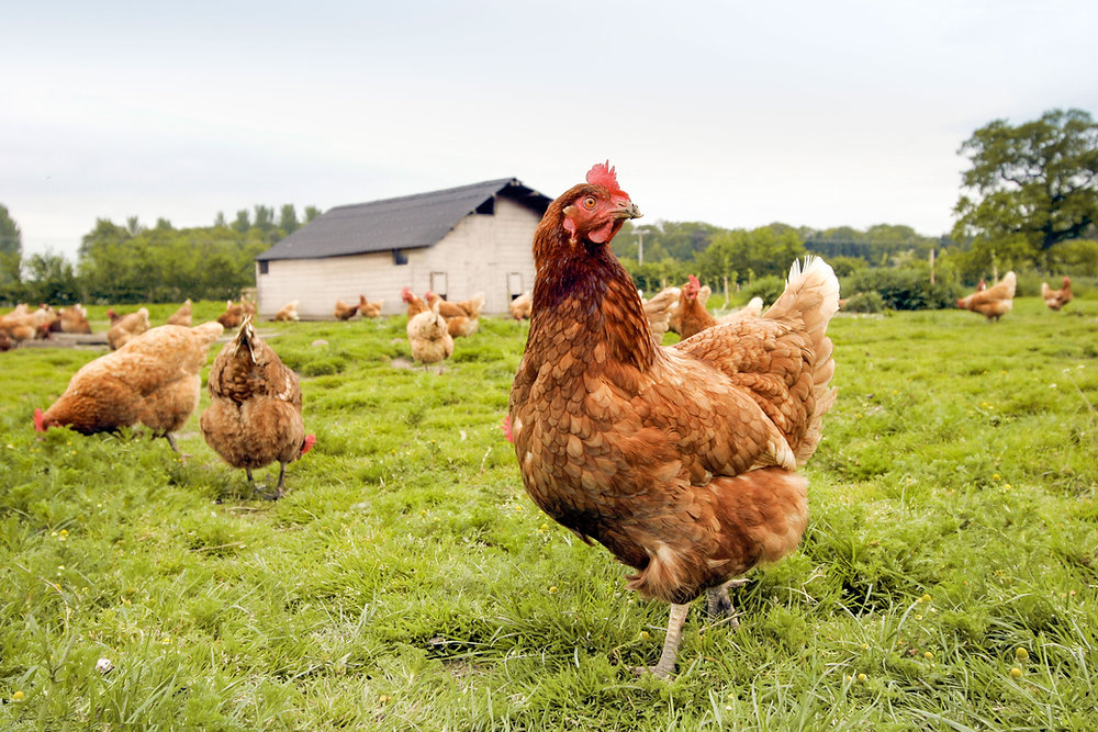 Suspect case of avian flu detected at commercial poultry site in Northern Ireland
