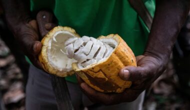 As cocoa production in Liberia fosters mass deforestation, campaigners urge Europe to act