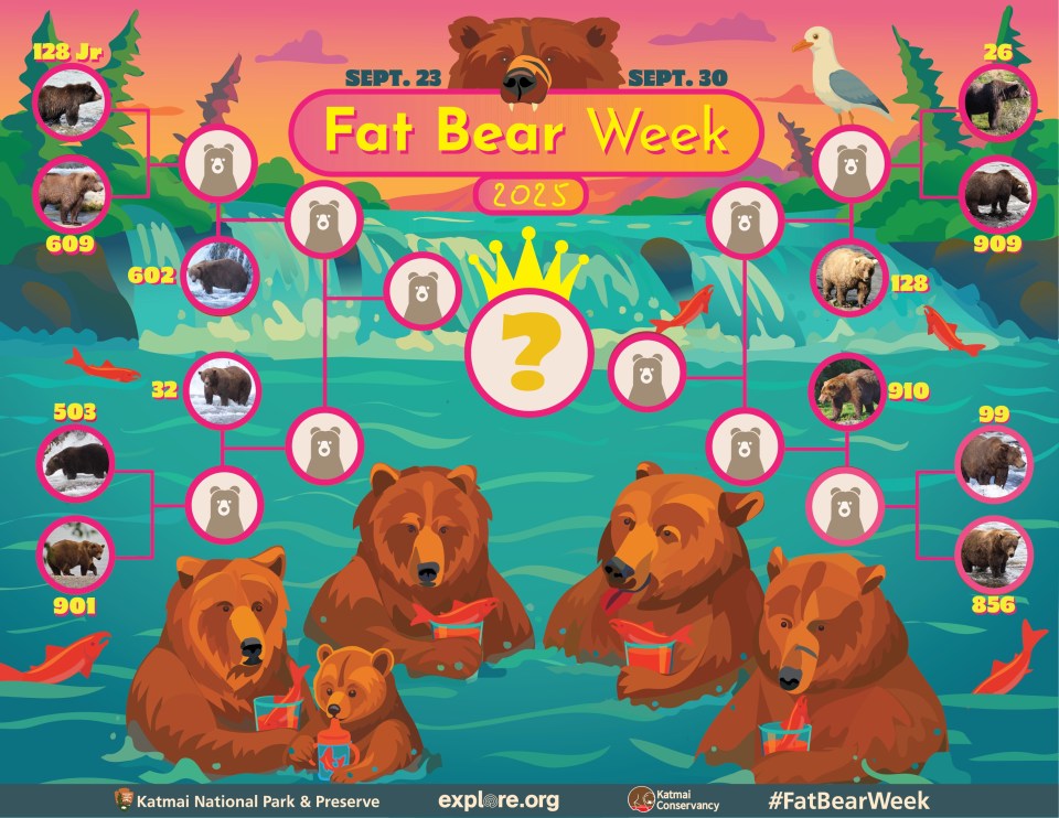 Illustration of a bracket for Fat Bear Week 2025, featuring images of bears and bear silhouettes, with several cartoon bears in a river below.