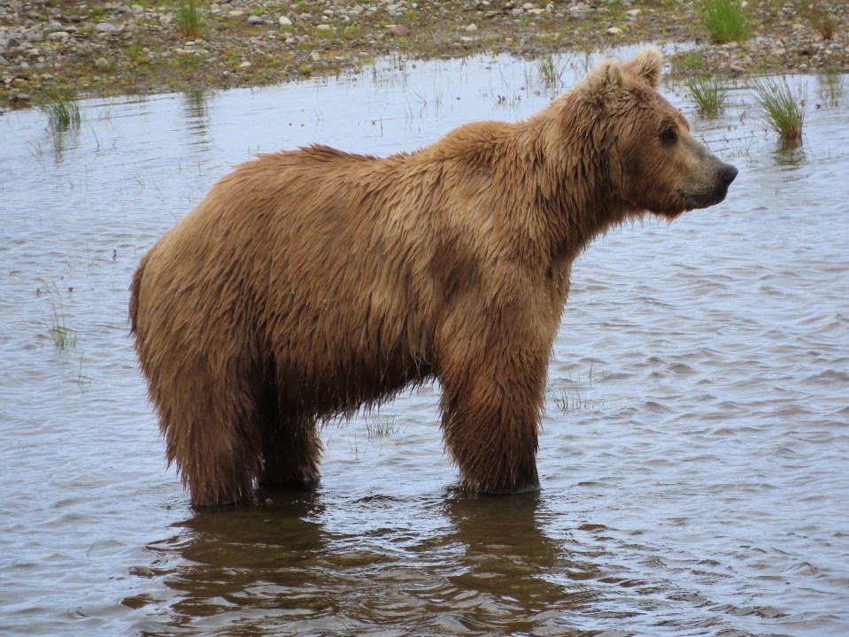 A large brown bear (128 Grazer) standing in shallow water, facing right.
