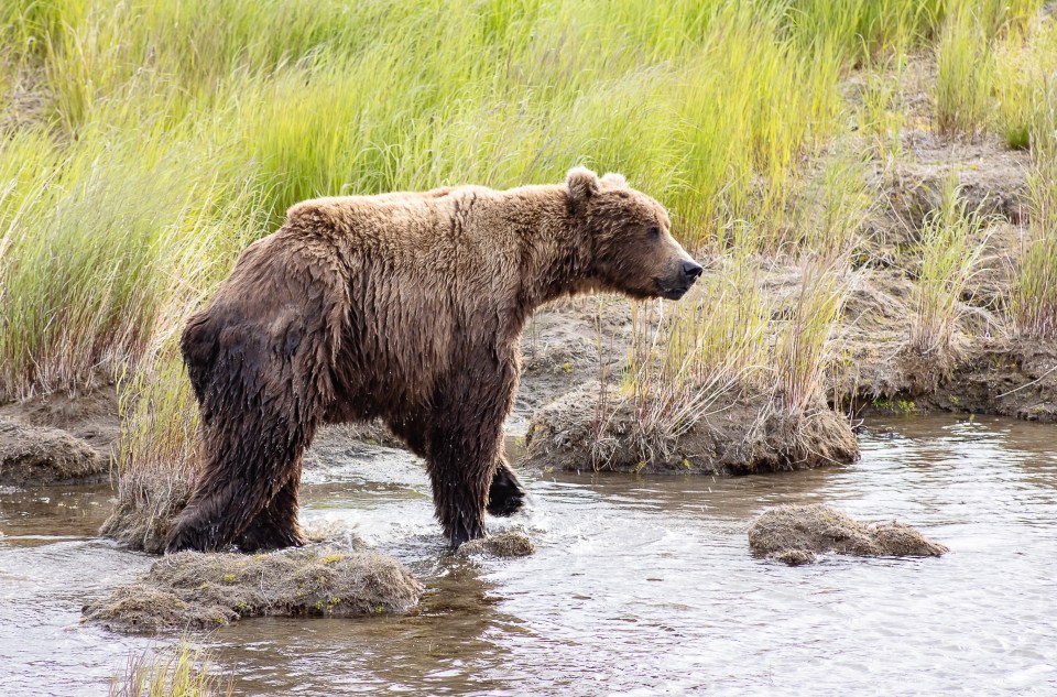 Brown bear 128 Grazer walking through water and grass.
