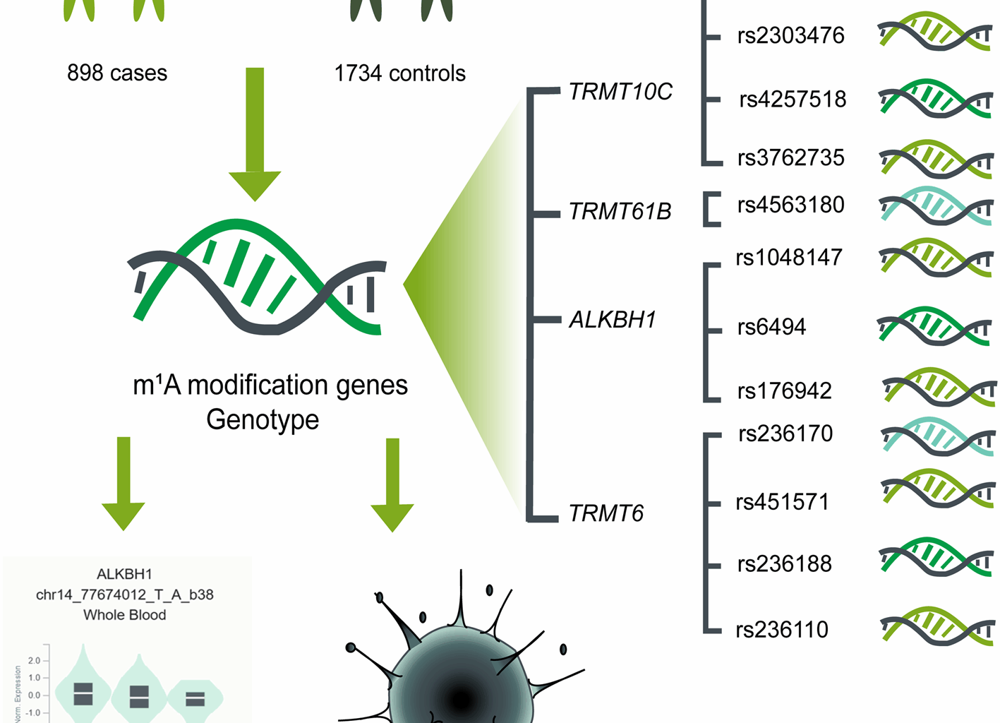 Association of genetic variants in m1A modification core genes and neuroblastoma risk | BMC Cancer