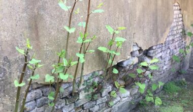 Japanese knotweed in Gloucestershire as myths busted