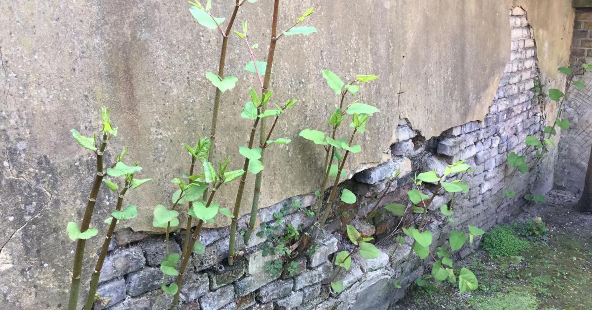 Japanese knotweed in Gloucestershire as myths busted
