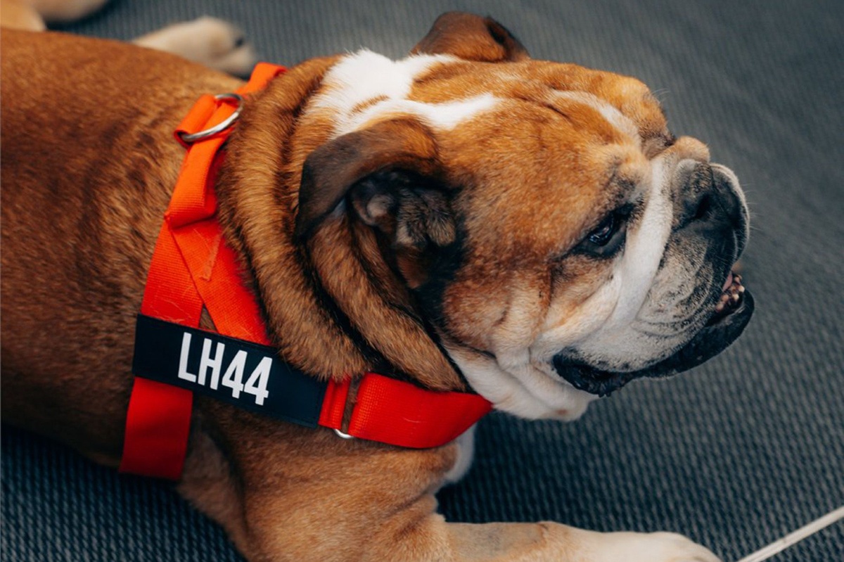 A look back at the F1 paddock bulldog's best moments