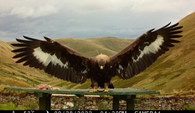 17 months (& waiting) for NatureScot to make decision on General Licence restriction relating to ‘shooting & killing’ of sleeping Golden Eagle called Merrick