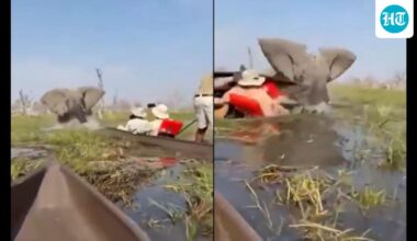 Elephant charges at tourists, shoves woman underwater during safari in Botswana. Watch