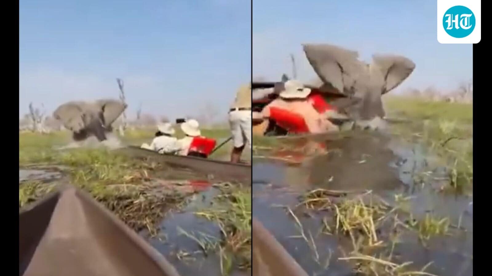Elephant charges at tourists, shoves woman underwater during safari in Botswana. Watch