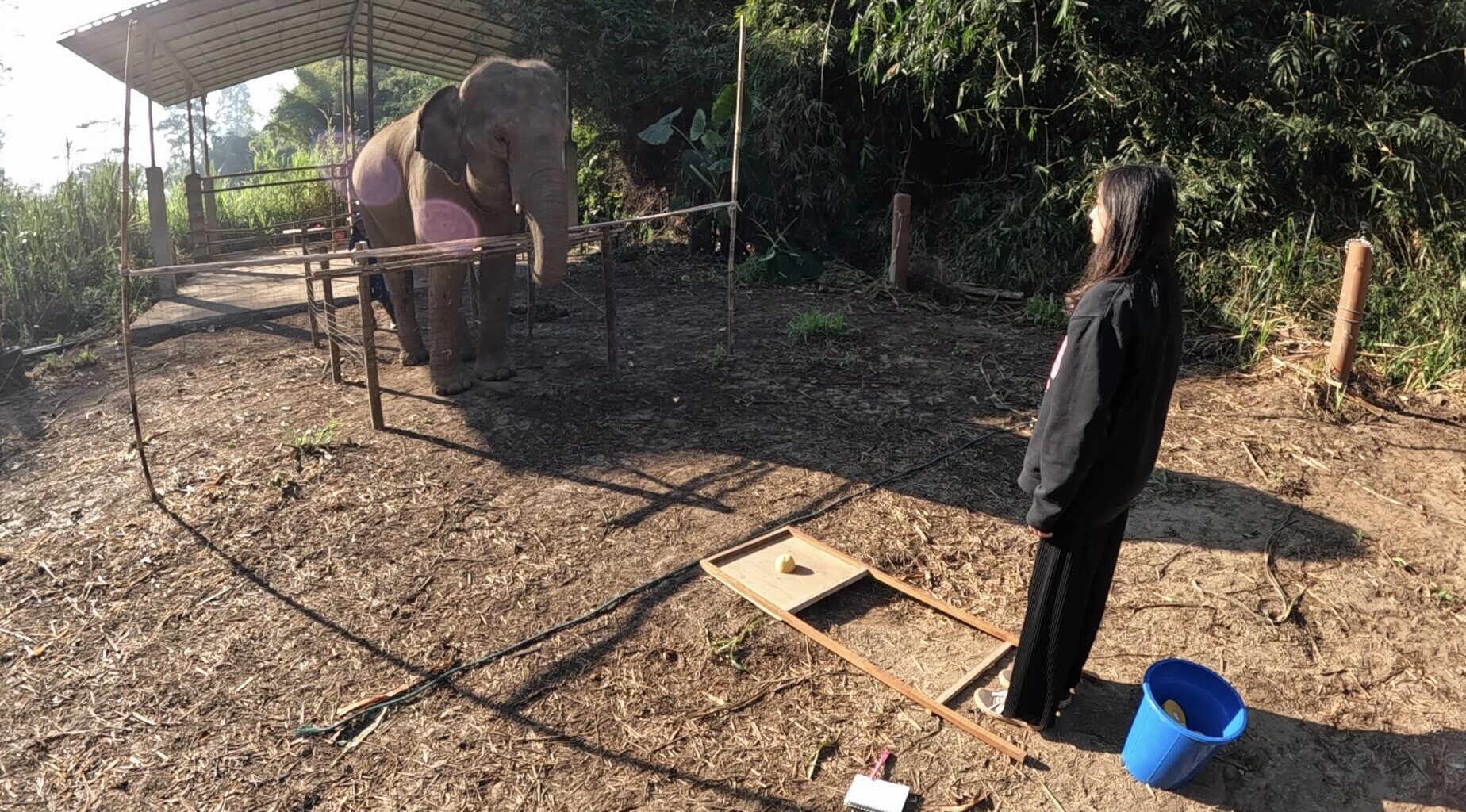 Elephants know when you're watching—how they recognize human visual attention