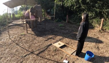 Elephants know when you're watching—how they recognize human visual attention
