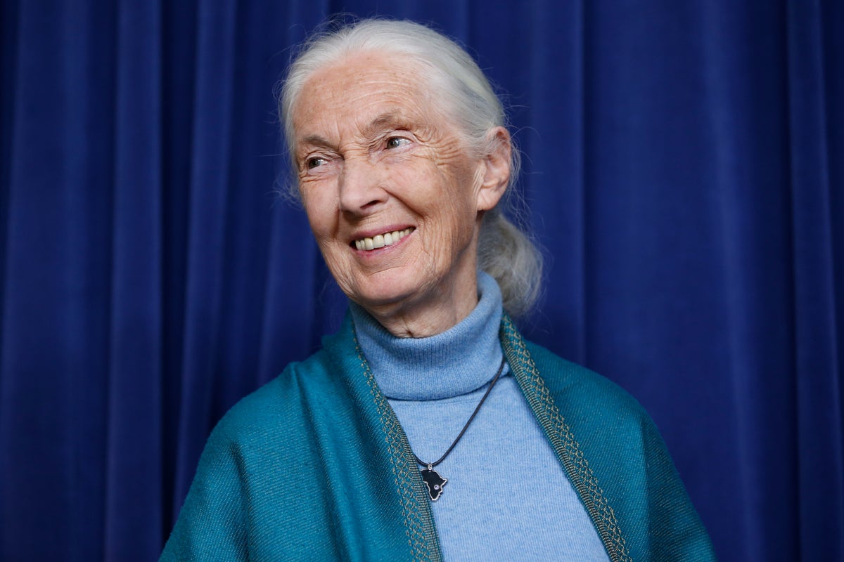Jane Goodall, pioneering chimpanzee zoologist who revealed the animals’ links to humans, dies aged 91