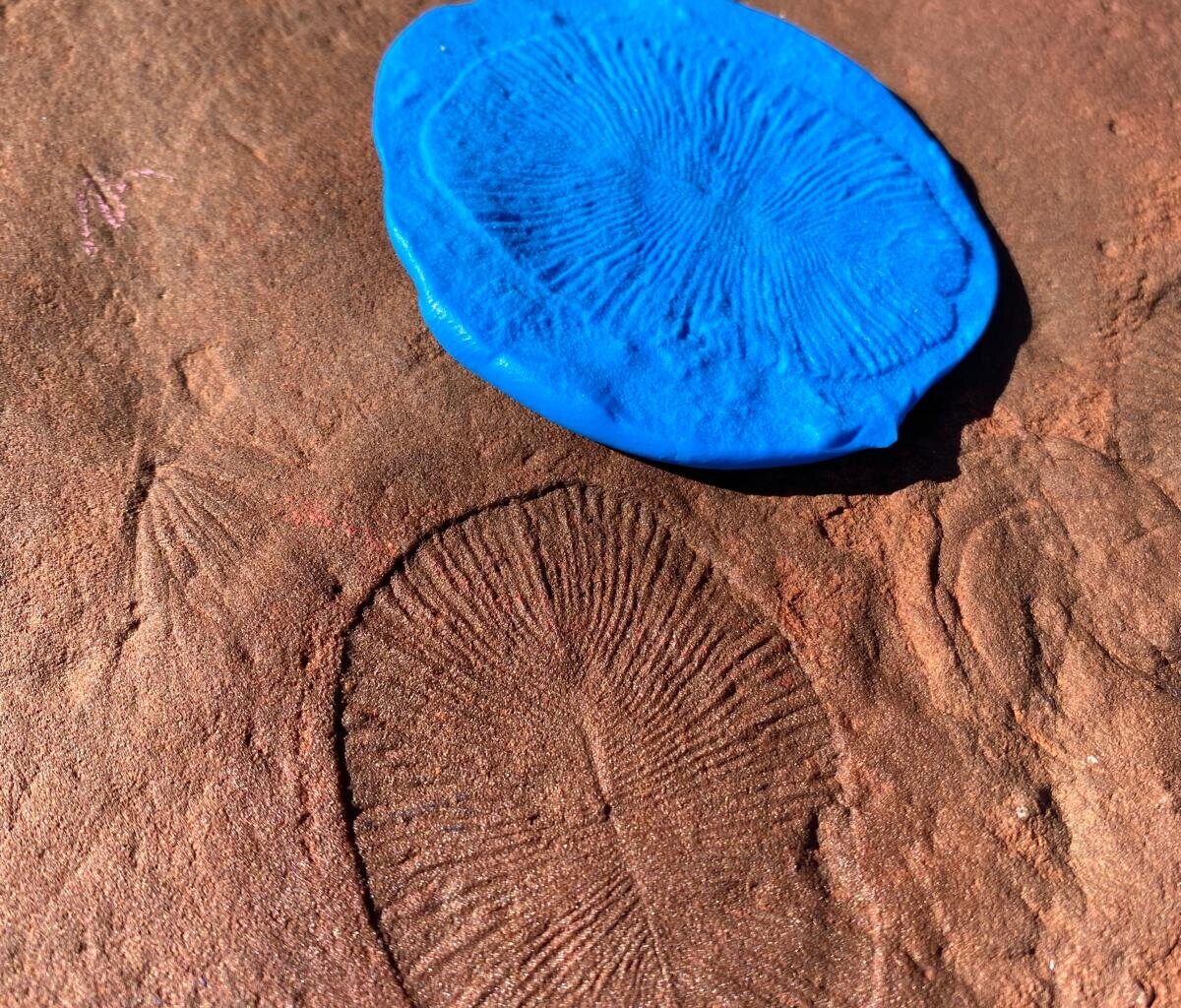 Fungi may have set the stage for life on land hundreds of millions of years earlier than thought