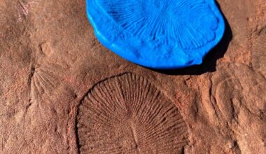 Fungi may have set the stage for life on land hundreds of millions of years earlier than thought