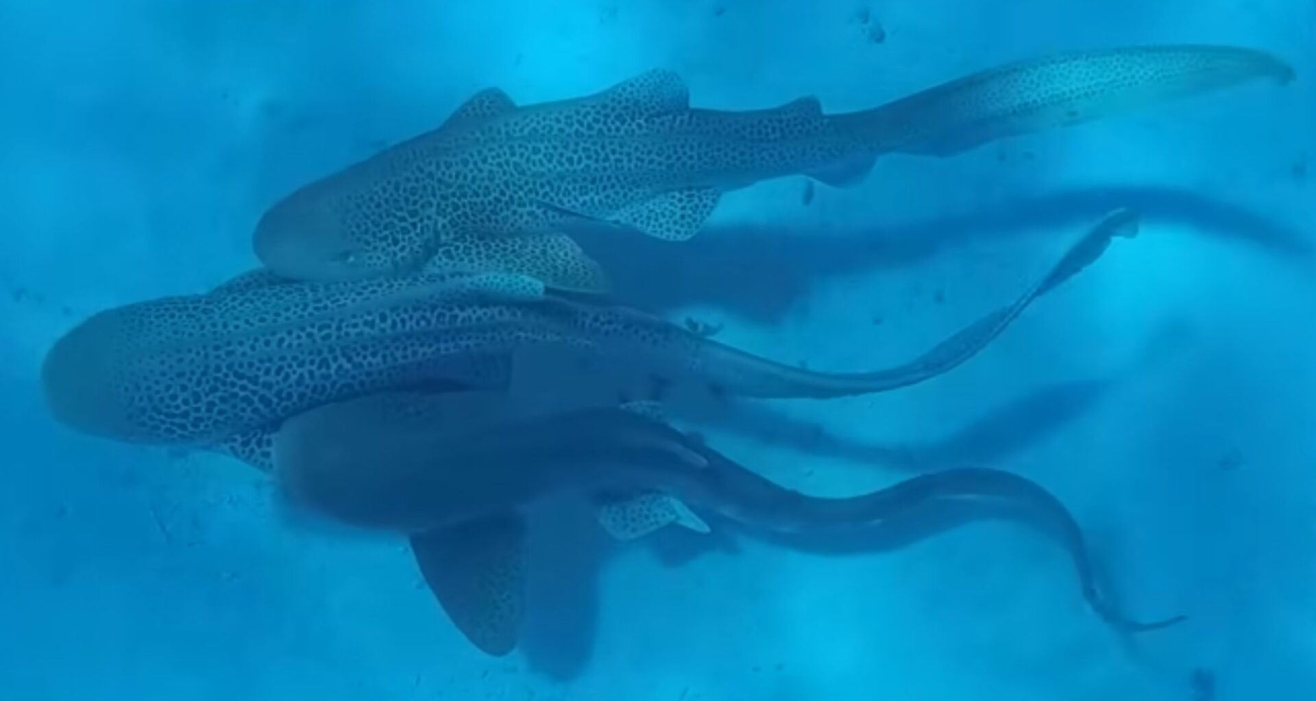 Leopard sharks engaging in mating behaviour.