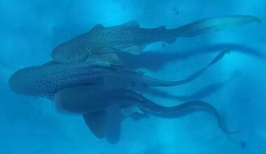 Leopard sharks engaging in mating behaviour.