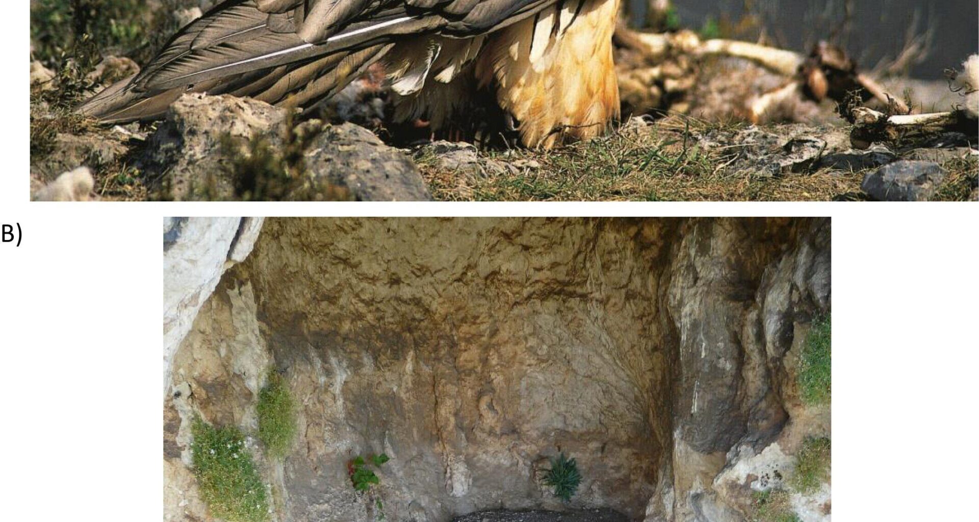 Vultures as curators and a newly discovered interspecies warning call
