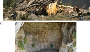 Vultures as curators and a newly discovered interspecies warning call