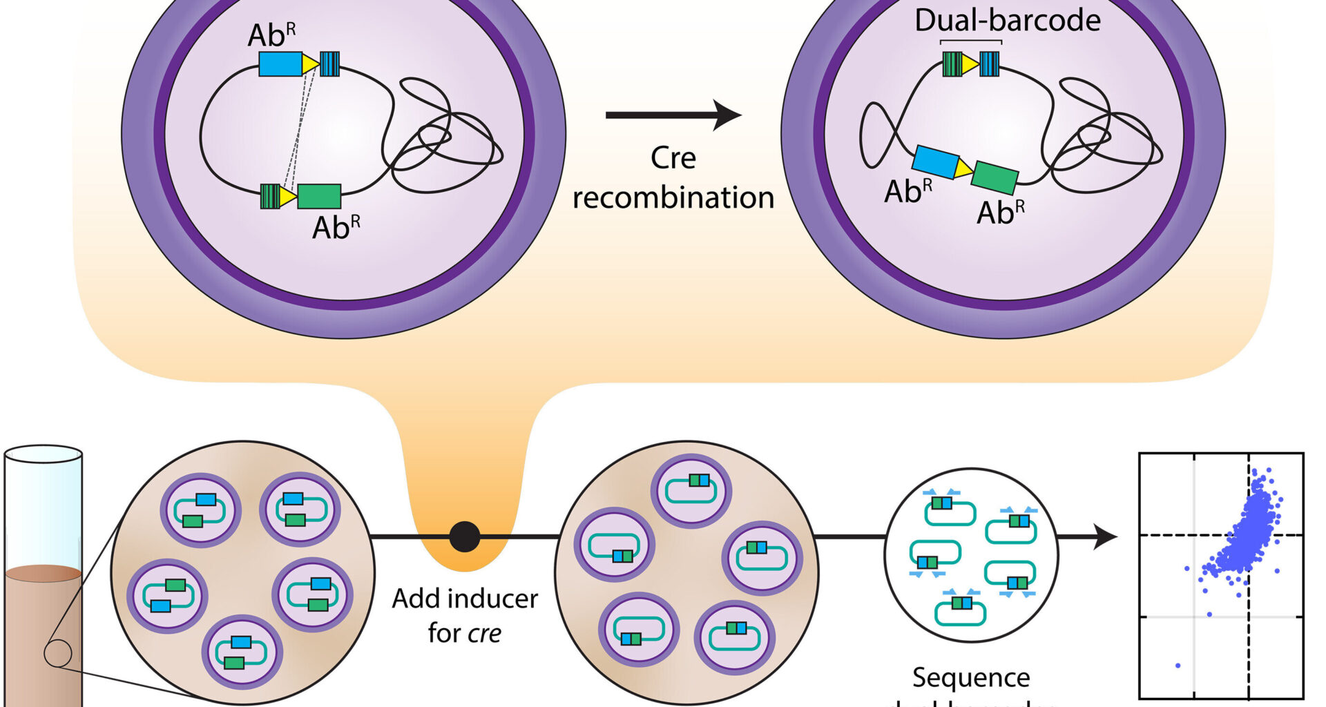 Map of bacterial gene interactions uncovers targets for future antibiotics