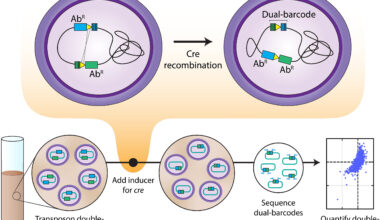 Map of bacterial gene interactions uncovers targets for future antibiotics