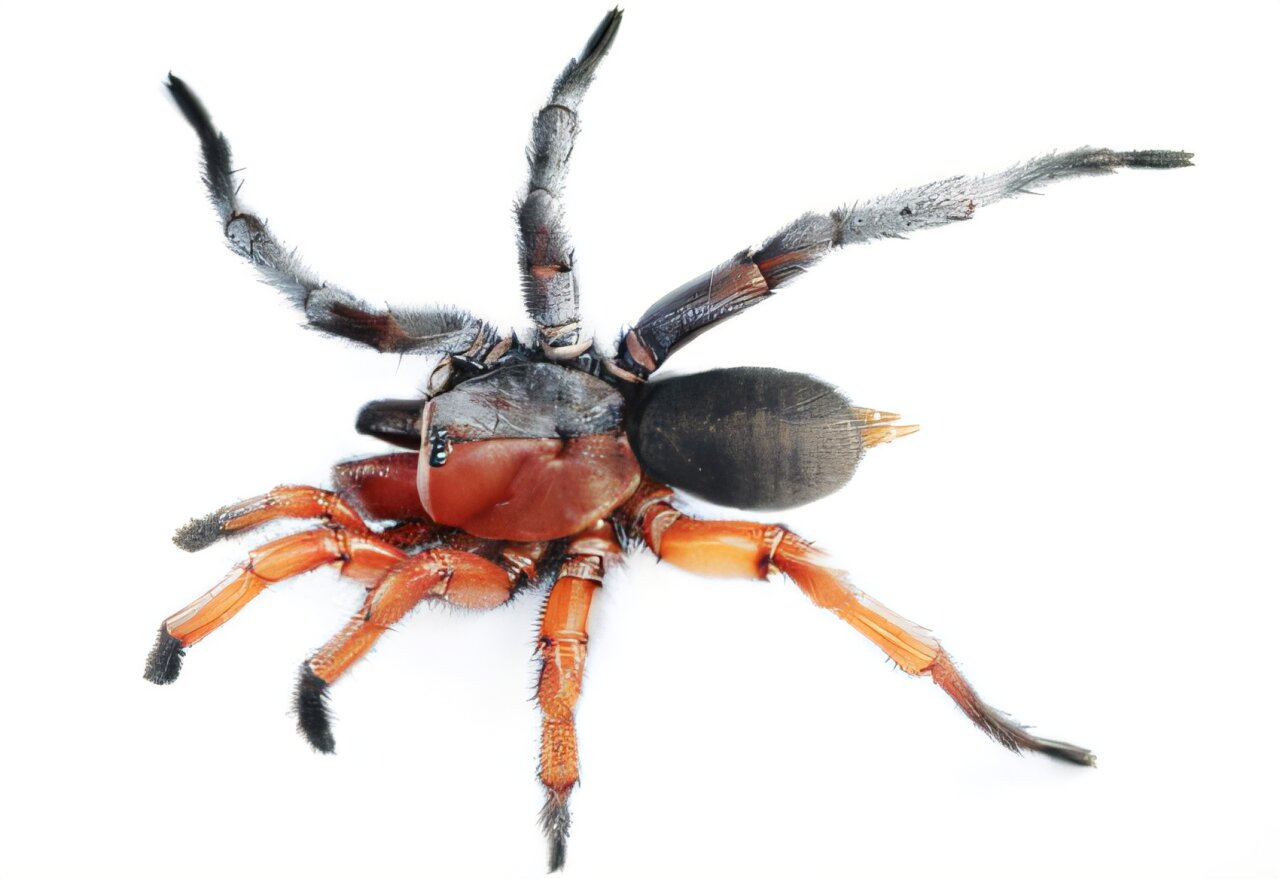 Rare intersex spider among new species discovered in Thailand