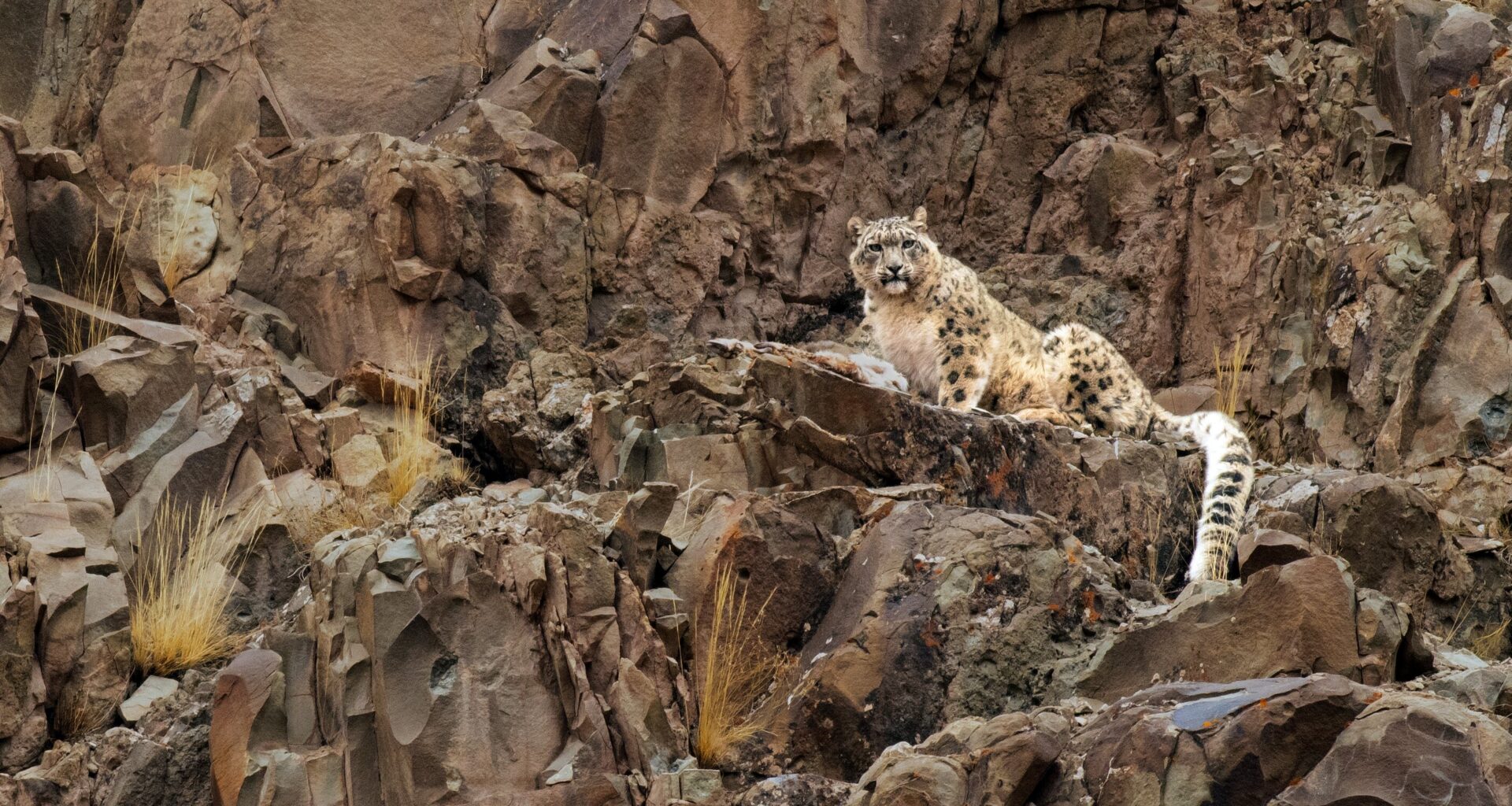 The world's snow leopards are very similar genetically—findings suggest that doesn't bode well for their future
