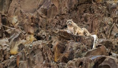 The world's snow leopards are very similar genetically—findings suggest that doesn't bode well for their future