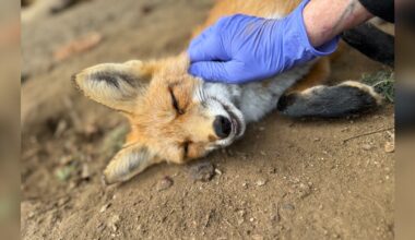 'Unusual' Fox Too Friendly For The Wild Demands Belly Rubs From His Caretakers