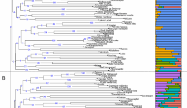 Cytometric and genetic analysis of Slovenian local apple genotypes | BMC Plant Biology