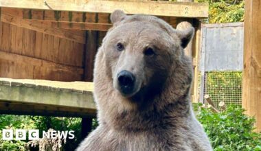 Boki the bear gets mice cake to celebrate brain surgery milestone