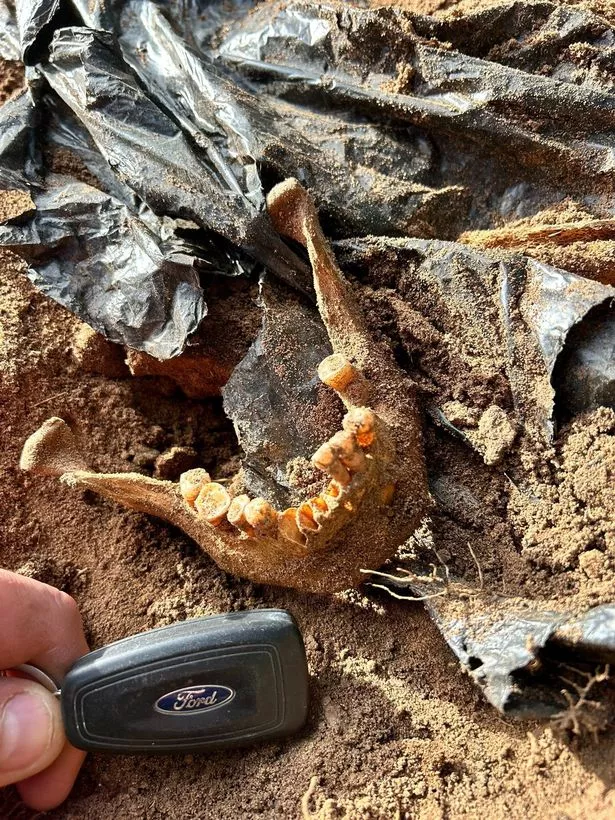Images appear to show a human jaw with teeth still intact