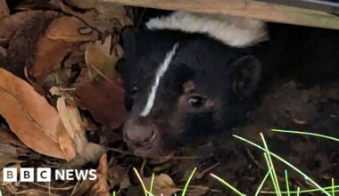 Nassington woman spends 12 hours trying to catch runaway skunk