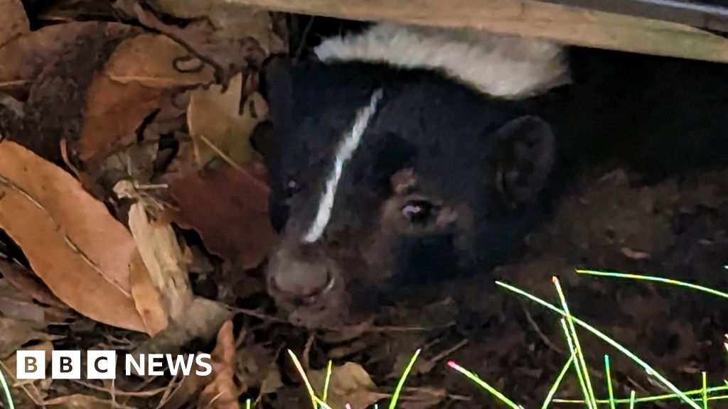 Nassington woman spends 12 hours trying to catch runaway skunk