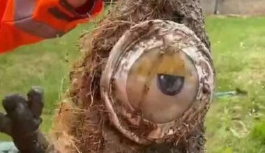 Unpleasant pong in Sheffield leads to 'despicable' discovery