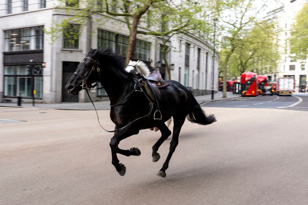 'Dark omen' horses that ran loose through London make Trooping the Colour return