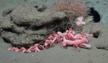 Scientists Find Rare 'Barbie-Pink' Animal Living In Deep Underwater Canyon
