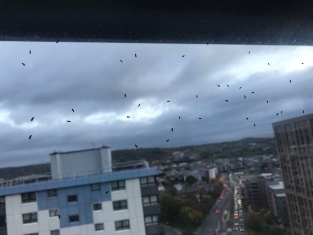Flies are seen on the windows of the Robertshaw building in Netherthorpe, Sheffield