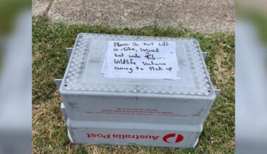 Mailman Sees Wild Baby On Ground And Immediately Covers Him With A Box And A Note