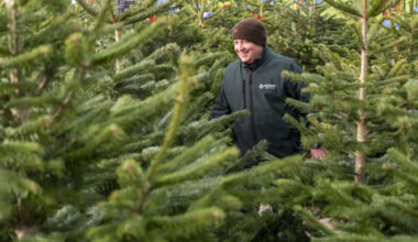 Dobbies Edinburgh to donate Christmas trees to local community – The NEN – North Edinburgh News