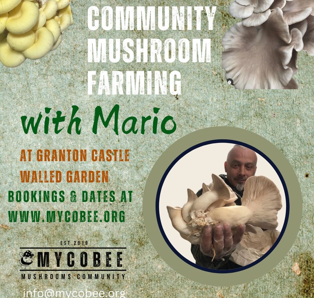 Community Mushroom Farming at Granton Castle Walled Garden – The NEN – North Edinburgh News