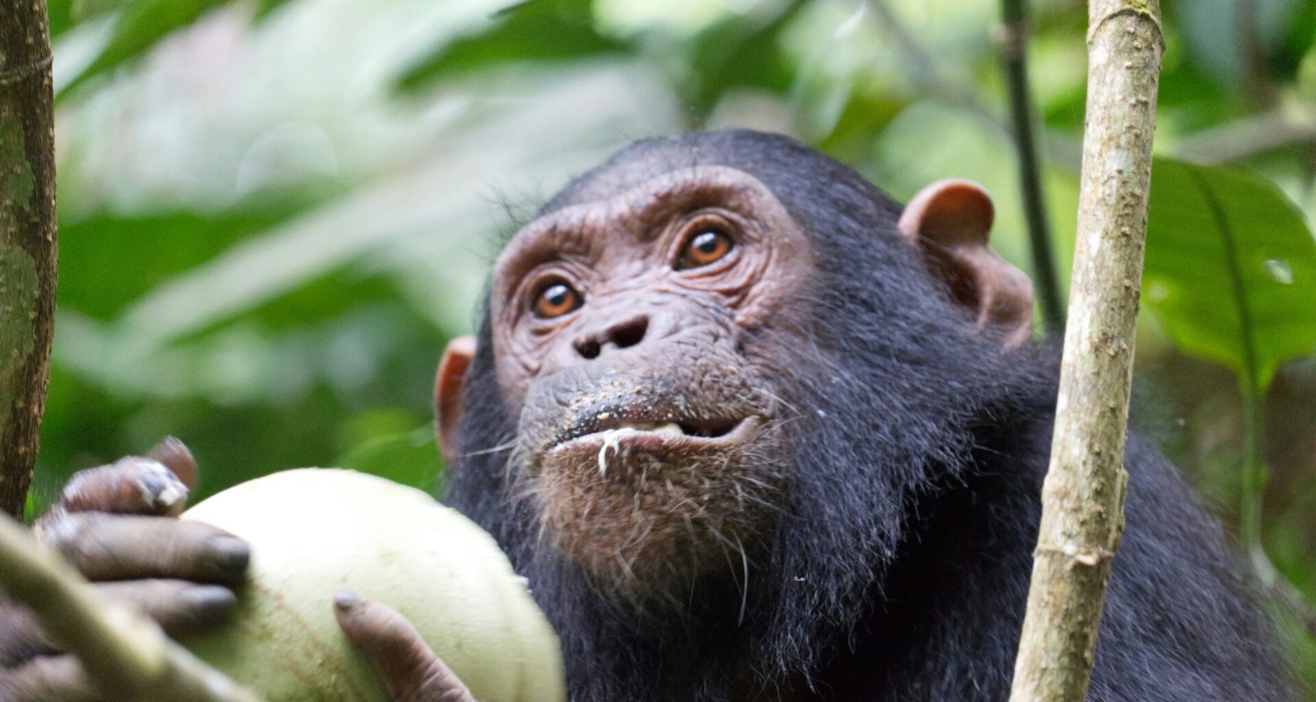 When chimps helped cool the planet