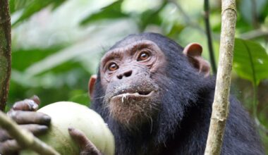 When chimps helped cool the planet