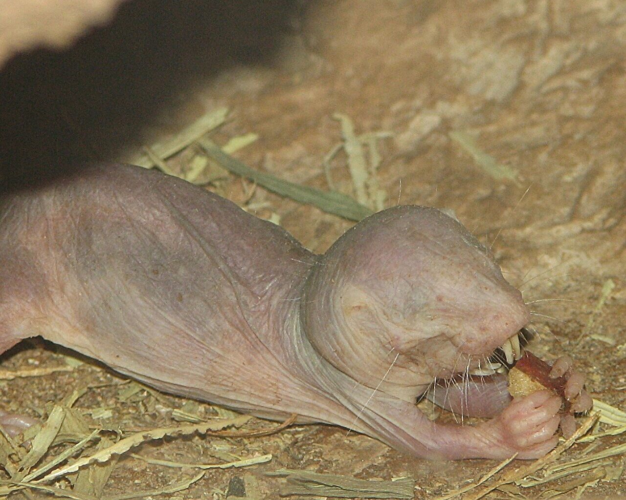 DNA repair mechanisms help explain why naked mole-rats live a long life