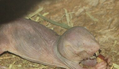 DNA repair mechanisms help explain why naked mole-rats live a long life