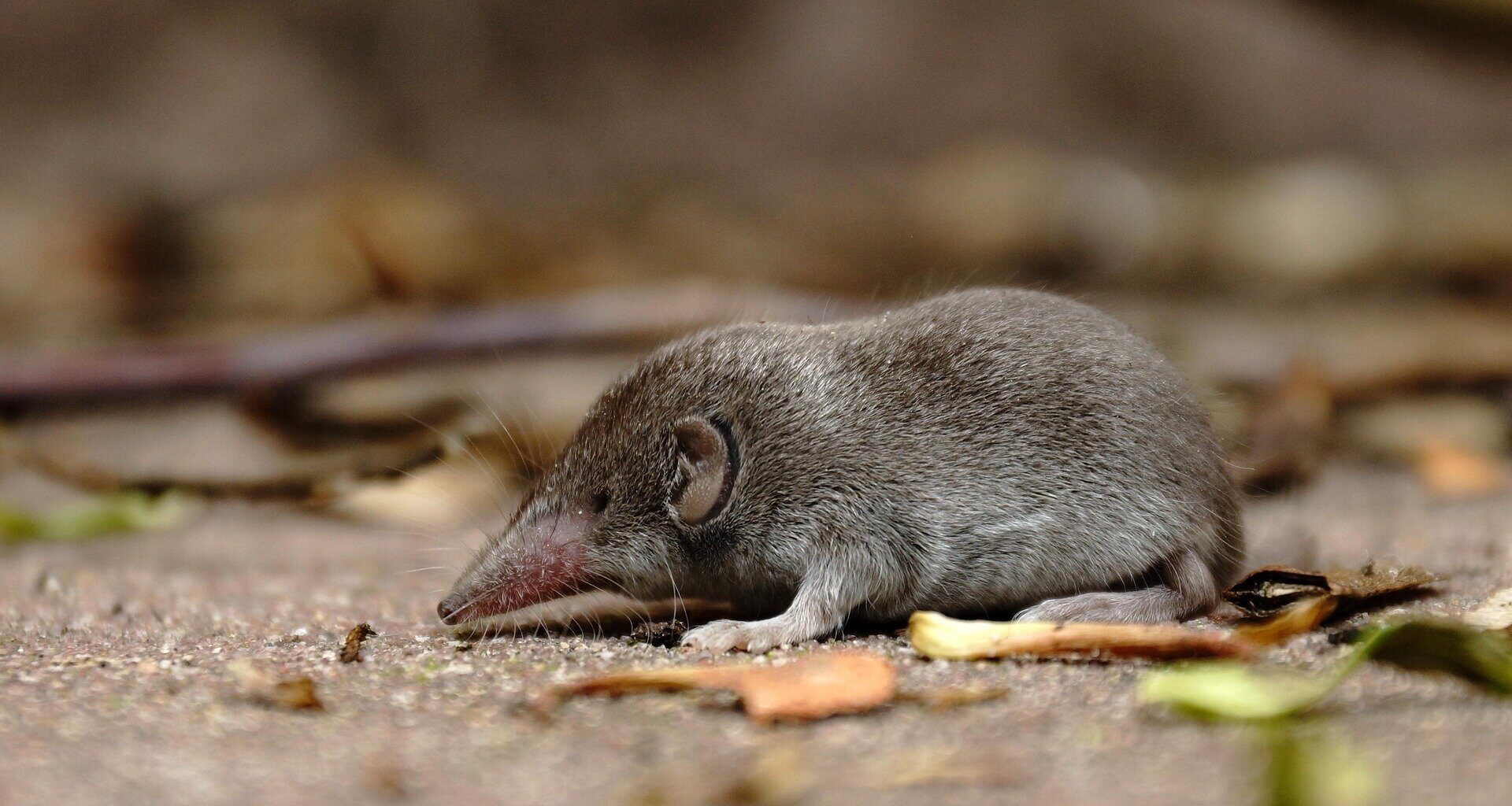 Australia's only shrew declared extinct