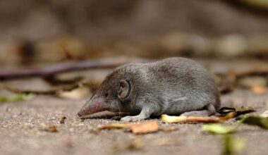 Australia's only shrew declared extinct