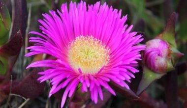 'Highly harmful' invasive plant species tracked by citizen scientists using Instagram photos