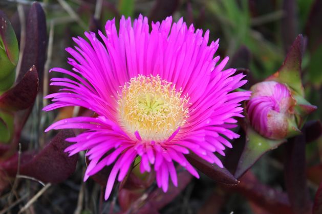'Highly harmful' invasive plant species tracked by citizen scientists using Instagram photos